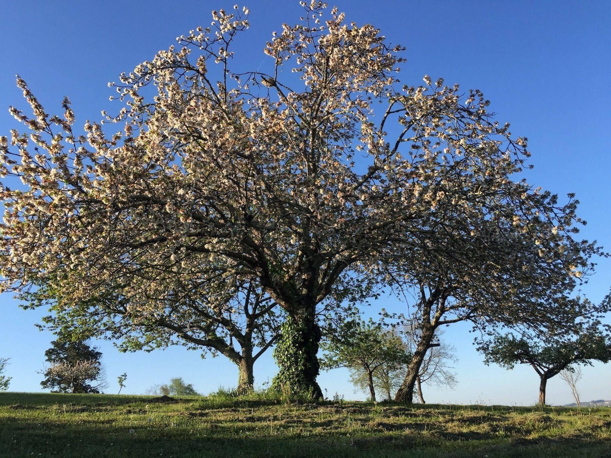 5 Lasserre Moulon-sur-Dordogne Ngoại thất bức ảnh